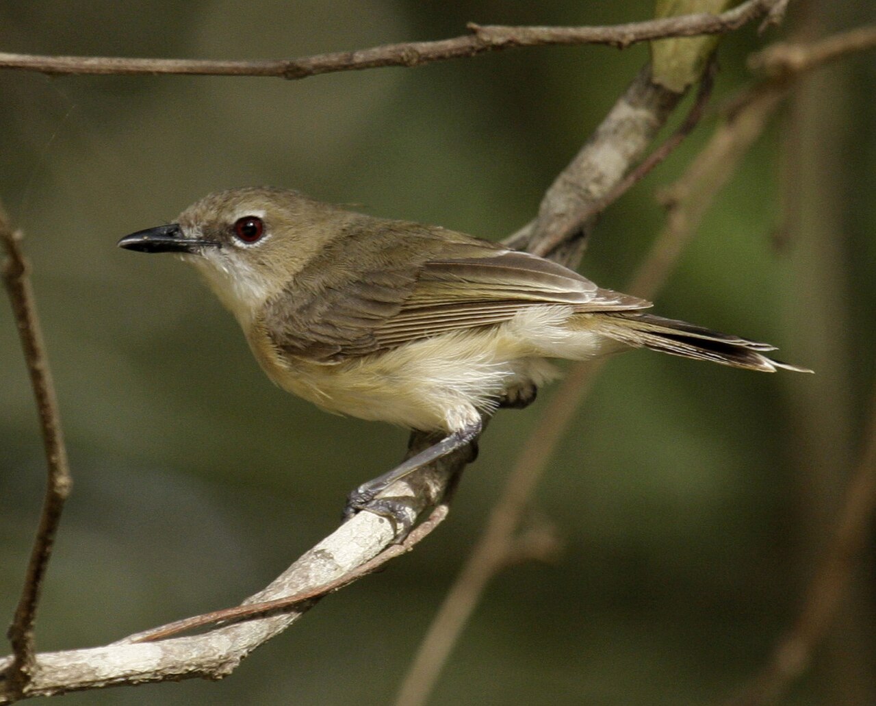 Gerigón picudo (Gerygone magnirostris)