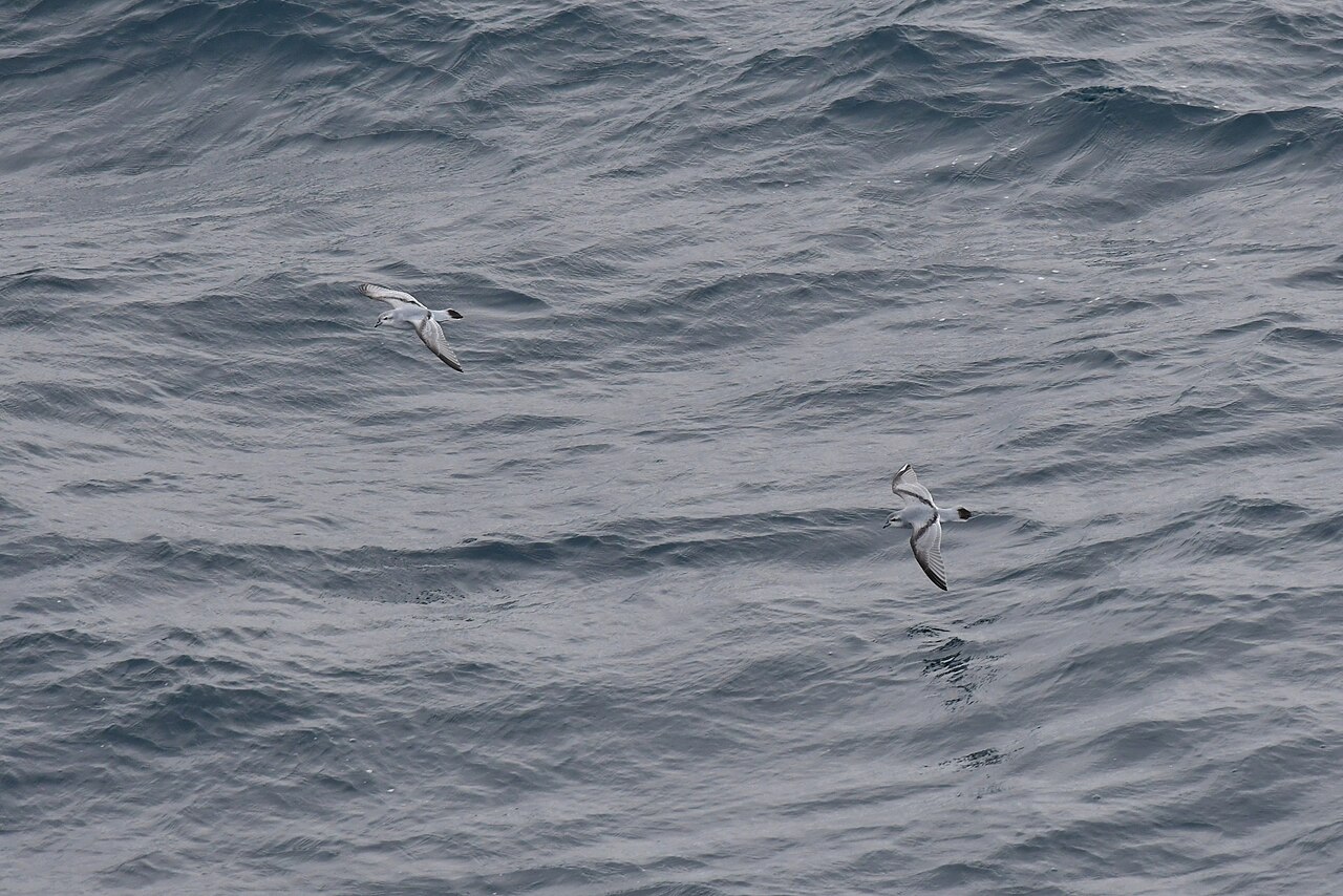 Dikbekprion (Pachyptila crassirostris)