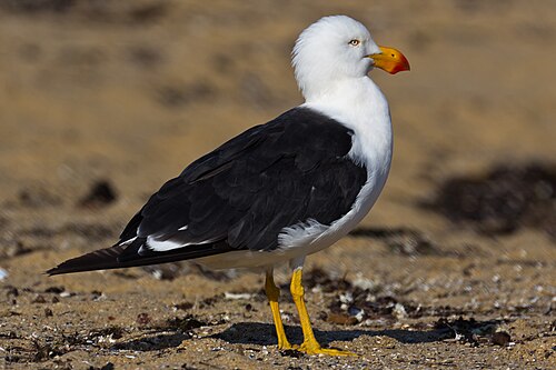 Diksnavelmeeuw (Larus pacificus)