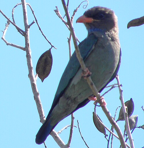 Dollarvogel (Eurystomus orientalis)