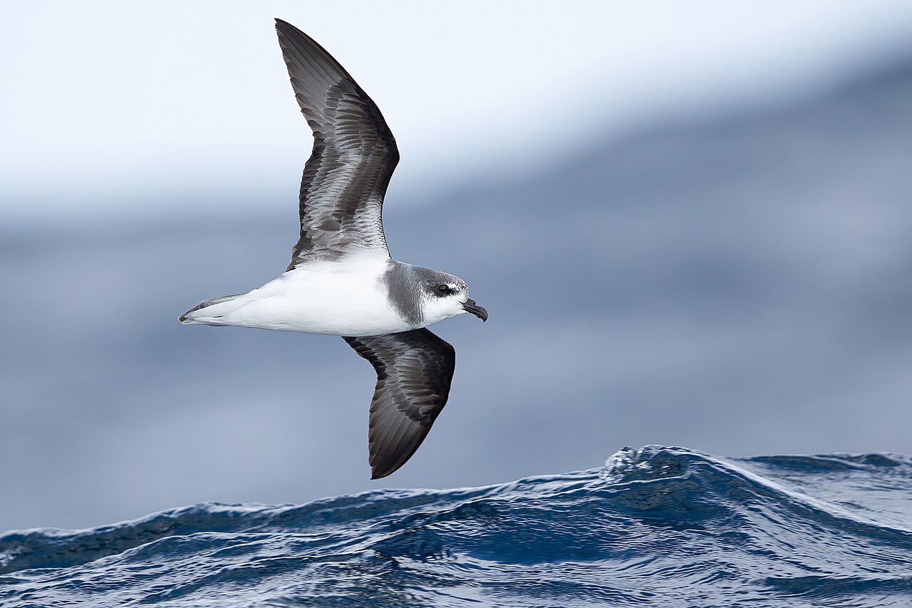 Donsstormvogel (Pterodroma mollis)