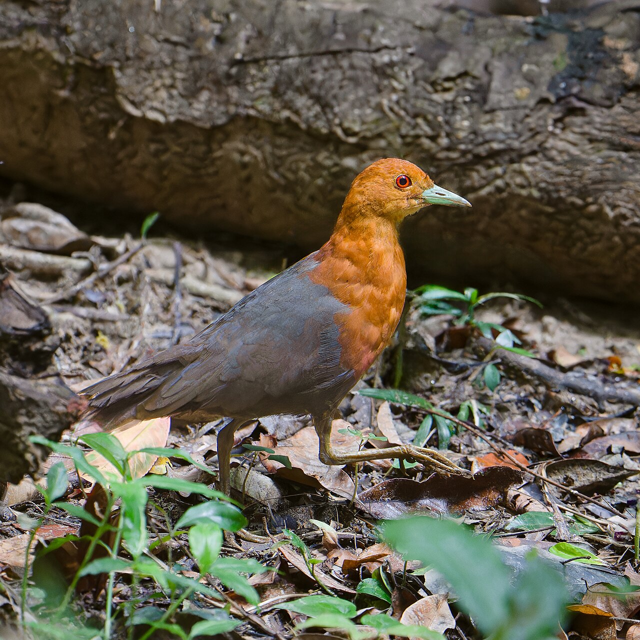 Driekleurige ral (Rallina tricolor)
