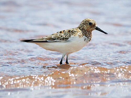 Drieteenstrandloper (Calidris alba)