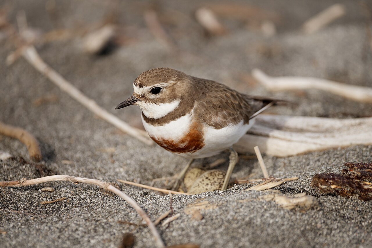 Dubbelbandplevier (Anarhynchus bicinctus)