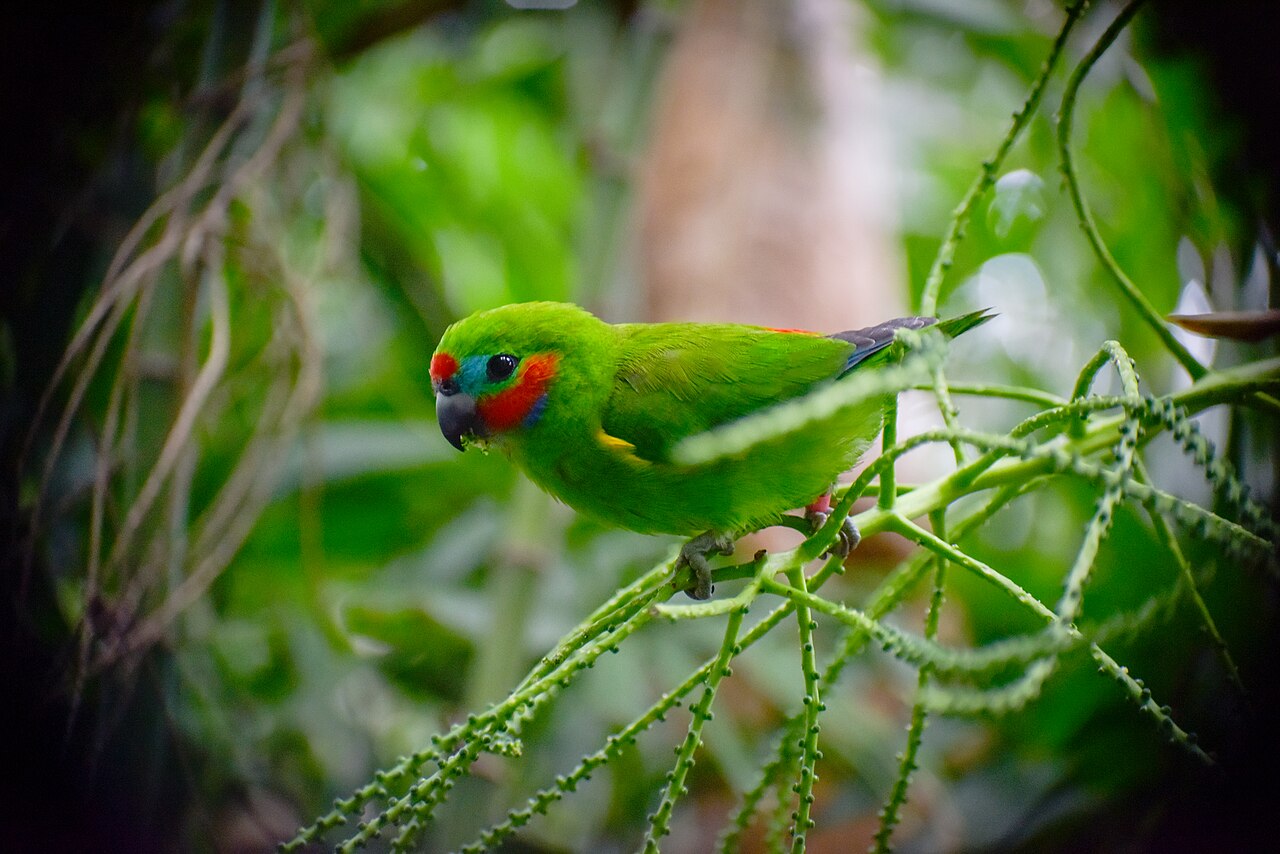 Dubbeloogvijgpapegaai (Cyclopsitta diophthalma)