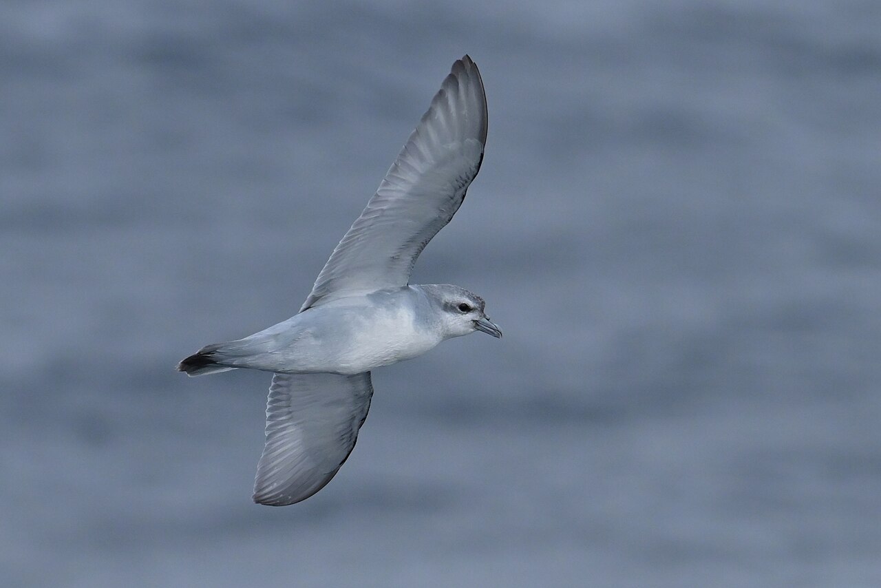 Duifprion (Pachyptila turtur)