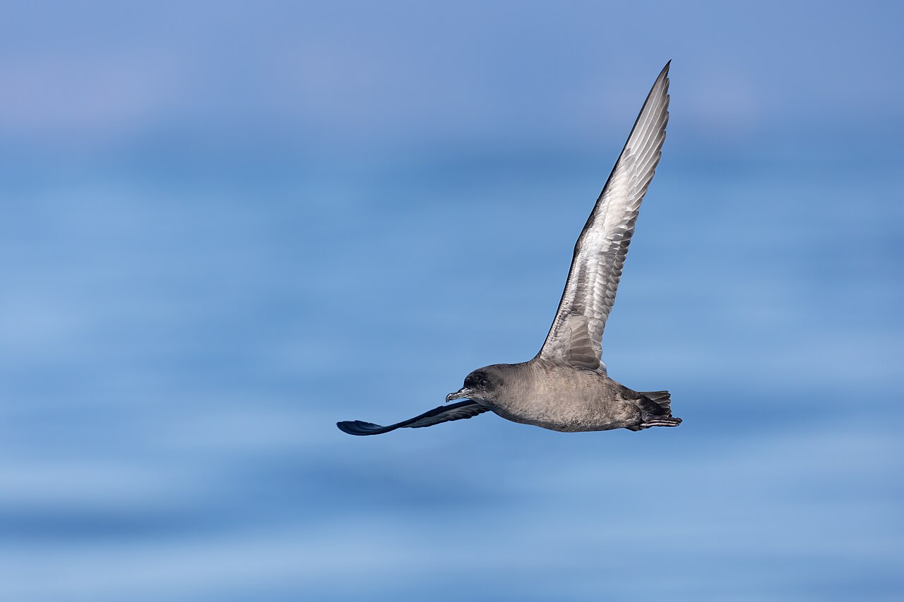Dunbekpijlstormvogel (Ardenna tenuirostris)
