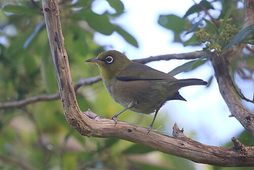 Dunsnavelbrilvogel (Zosterops tenuirostris)