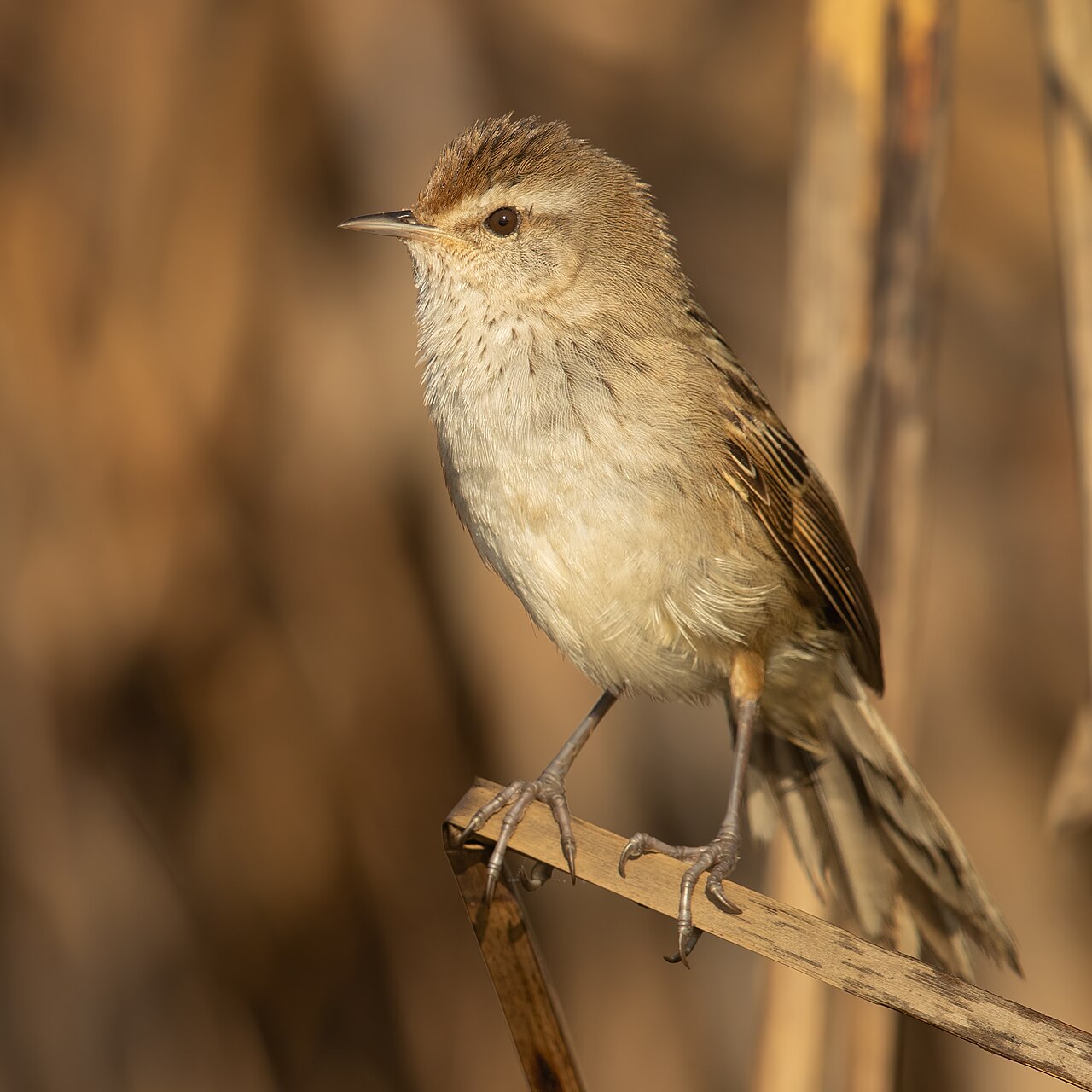 Little Grassbird (Poodytes gramineus)