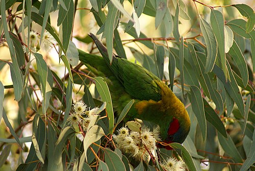 Dwerglori (Parvipsitta pusilla)