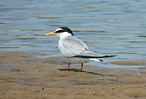Dwergstern (Sternula albifrons)