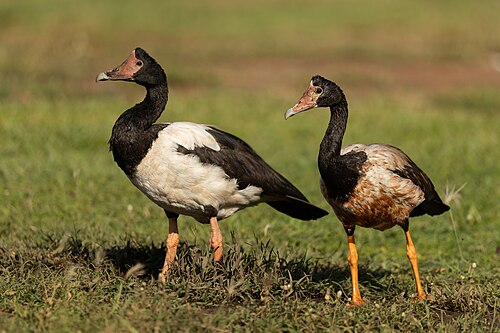 Ekstergans (Anseranas semipalmata)
