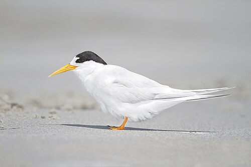 Elfenstern (Sternula nereis)