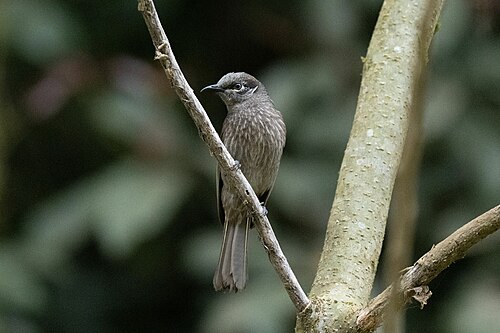 Eungellahoningeter (Bolemoreus hindwoodi)