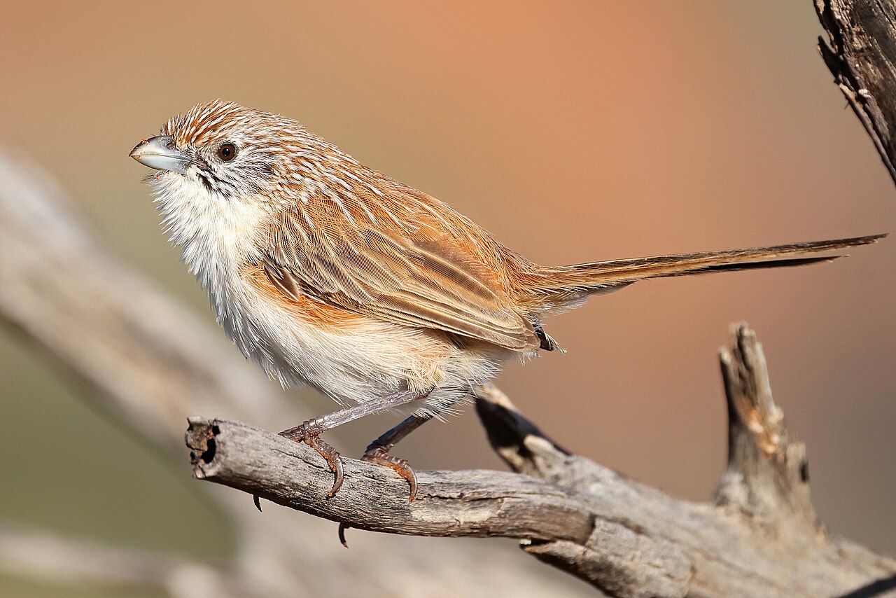 Maluro del eyre (Amytornis goyderi)