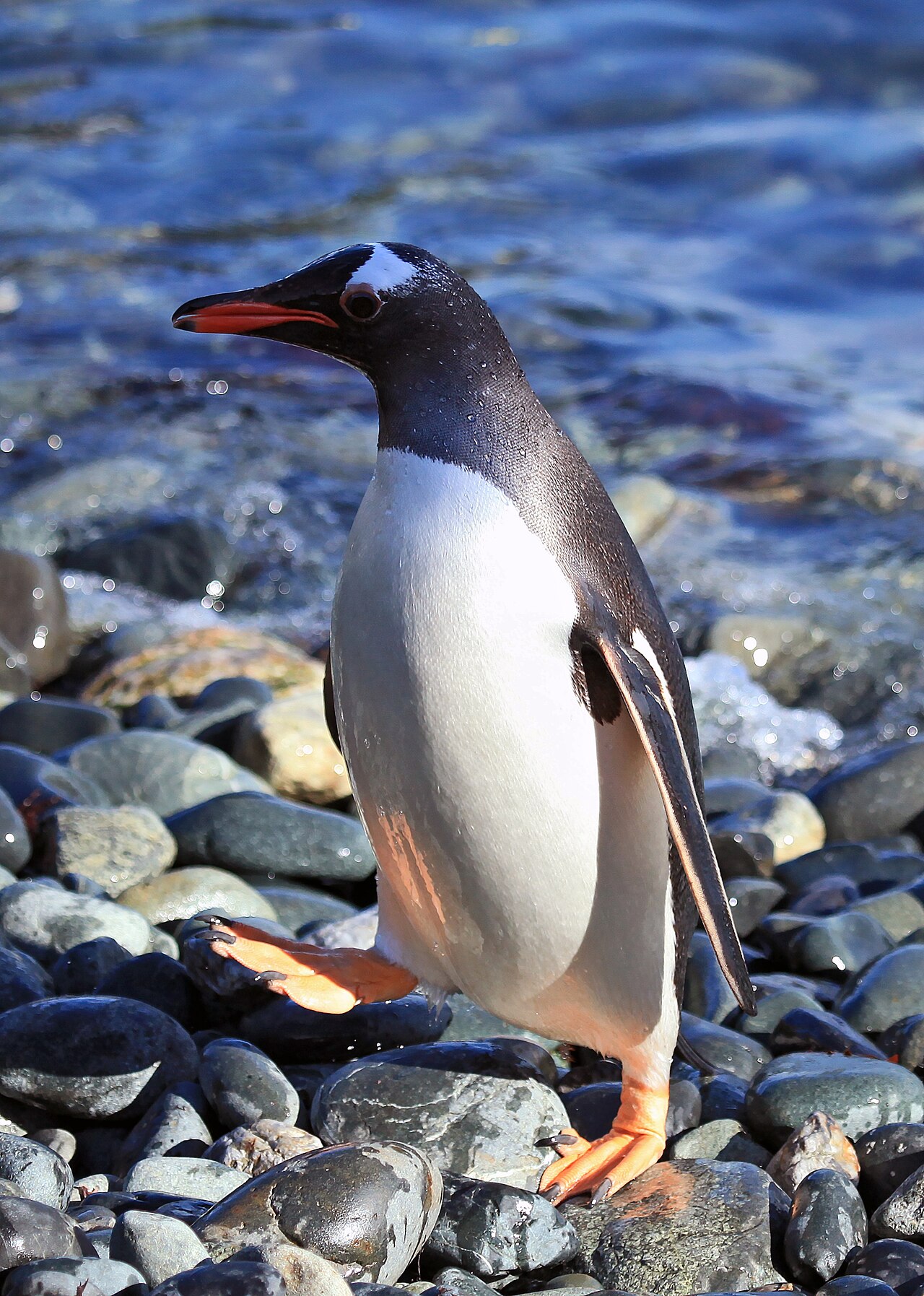 Pingüino de pico rojo (Pygoscelis papua)