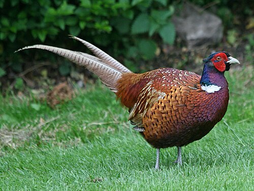 Fazant (Phasianus colchicus)