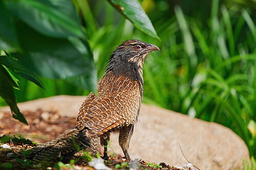 Fazantspoorkoekoek (Centropus phasianinus)