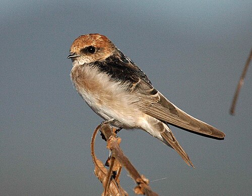 Feezwaluw (Petrochelidon ariel)