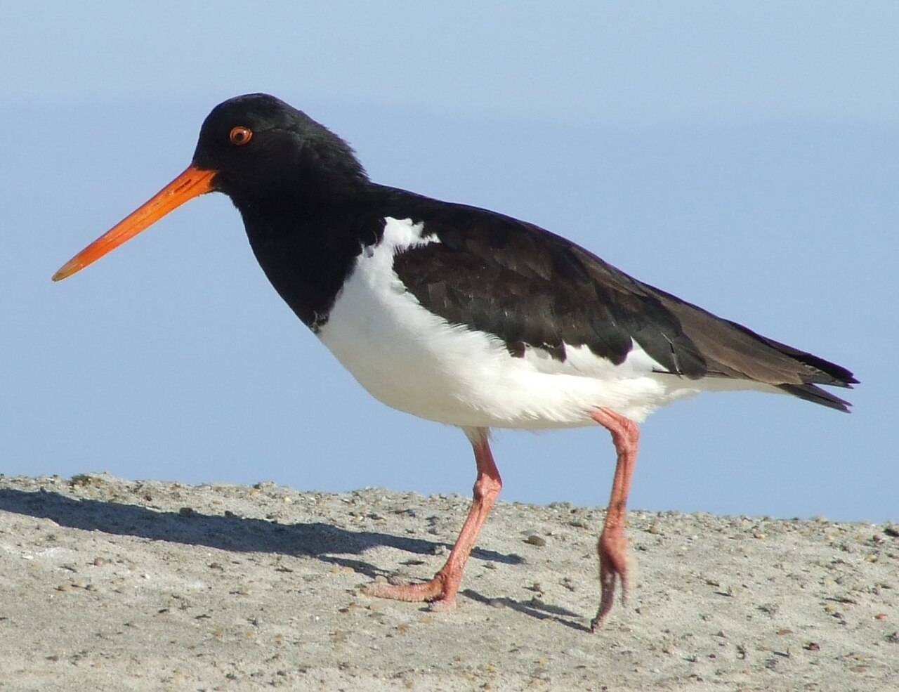 Finsch' scholekster (Haematopus finschi)