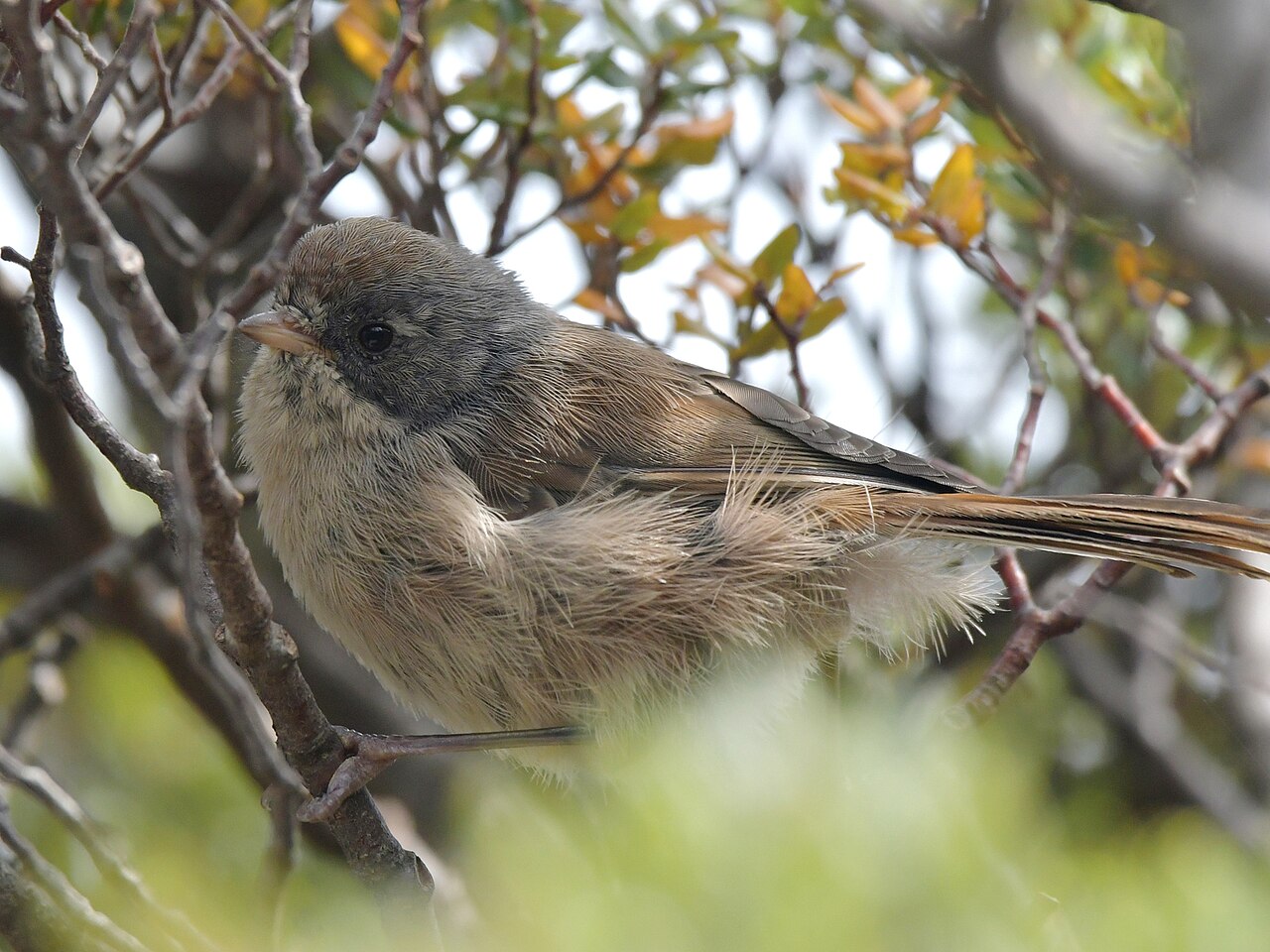 Finschia (Mohoua novaeseelandiae)