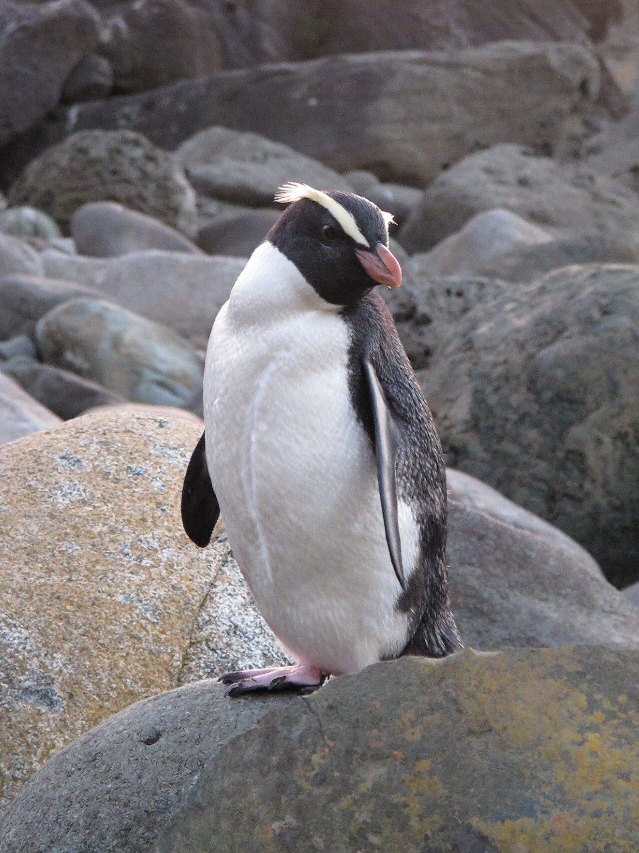 Fjordlandkuifpinguïn (Eudyptes pachyrhynchus)