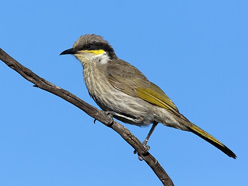 Fluithoningeter (Gavicalis virescens)