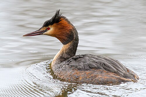 Fuut (Podiceps cristatus)