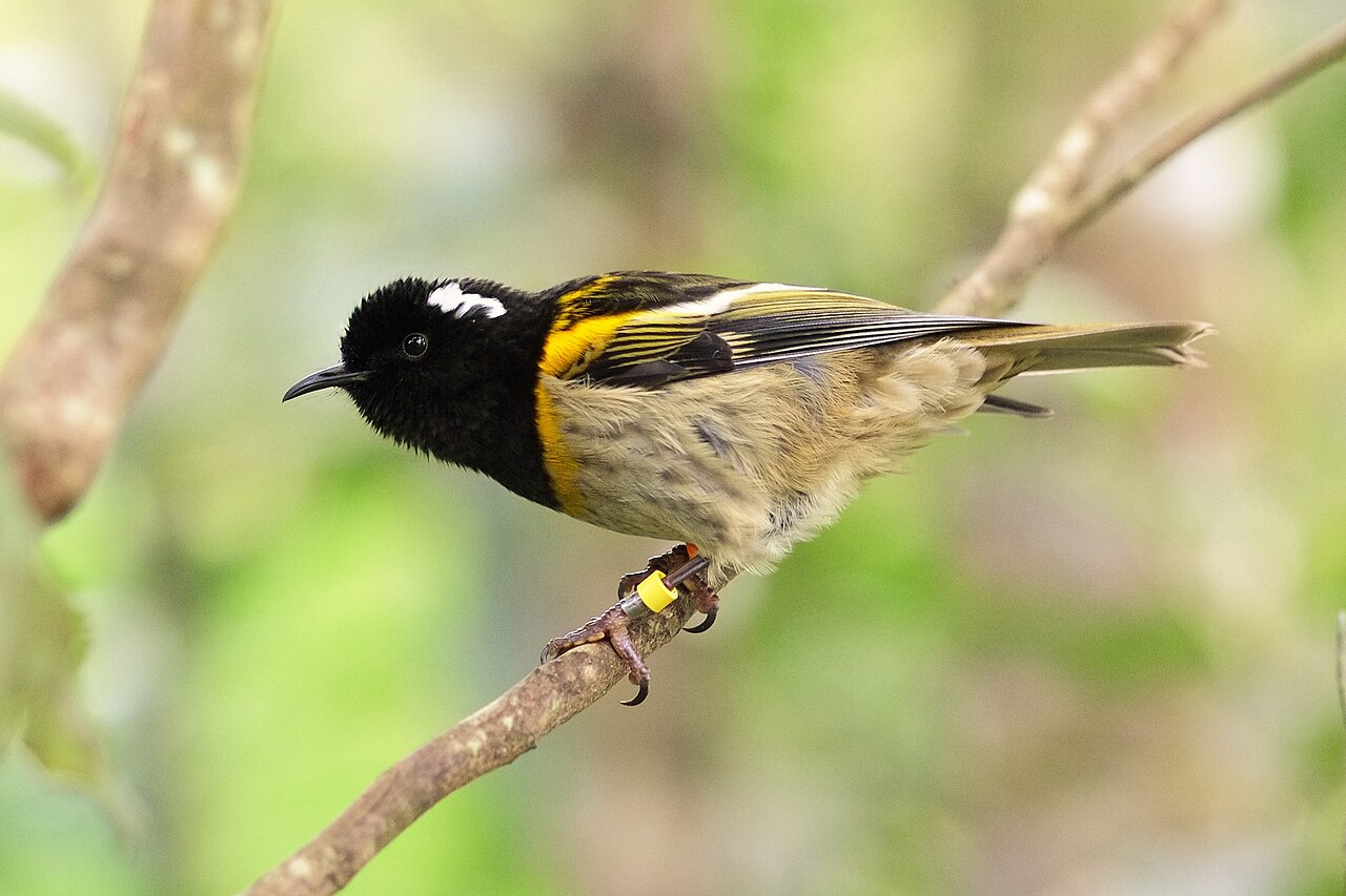 Hihi (Notiomystis cincta)