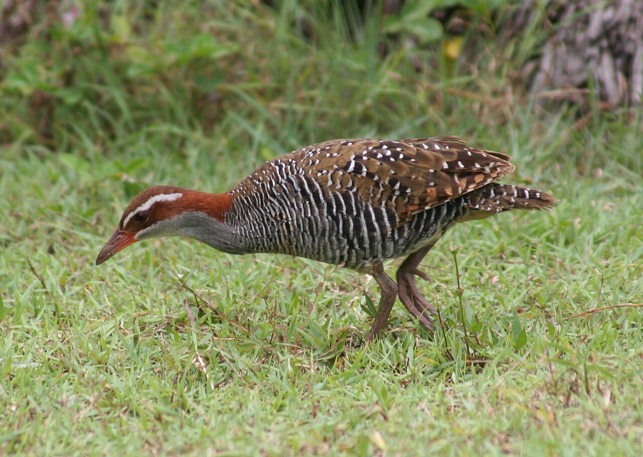 Buff-banded Rail (Gallirallus philippensis)