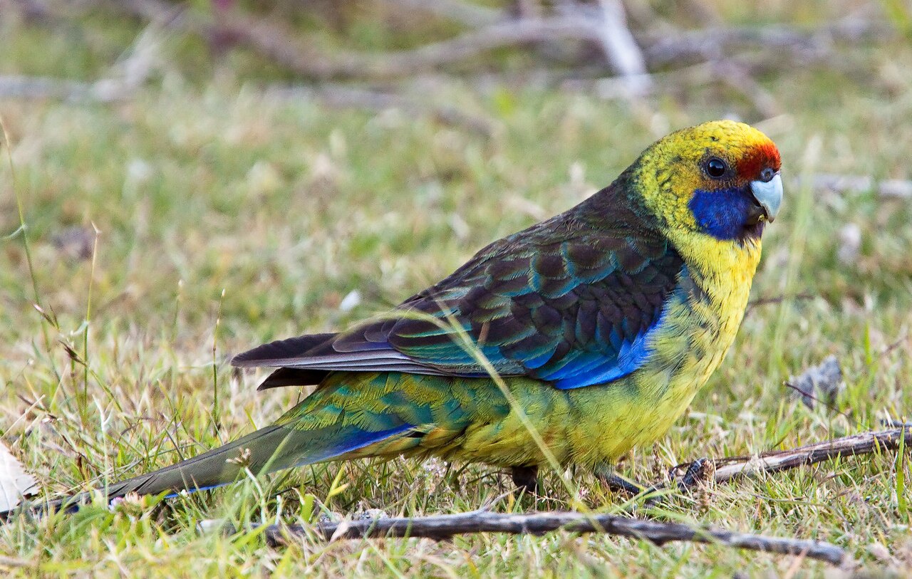 Green Rosella (Platycercus caledonicus)