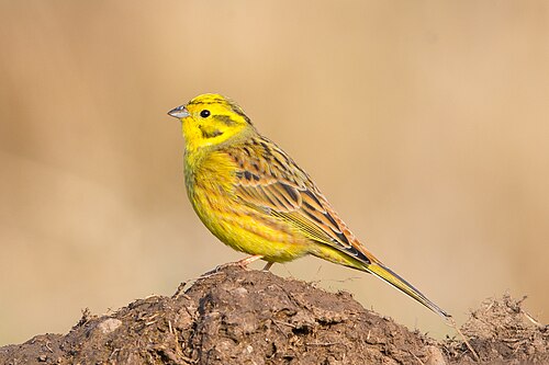 Geelgors (Emberiza citrinella)