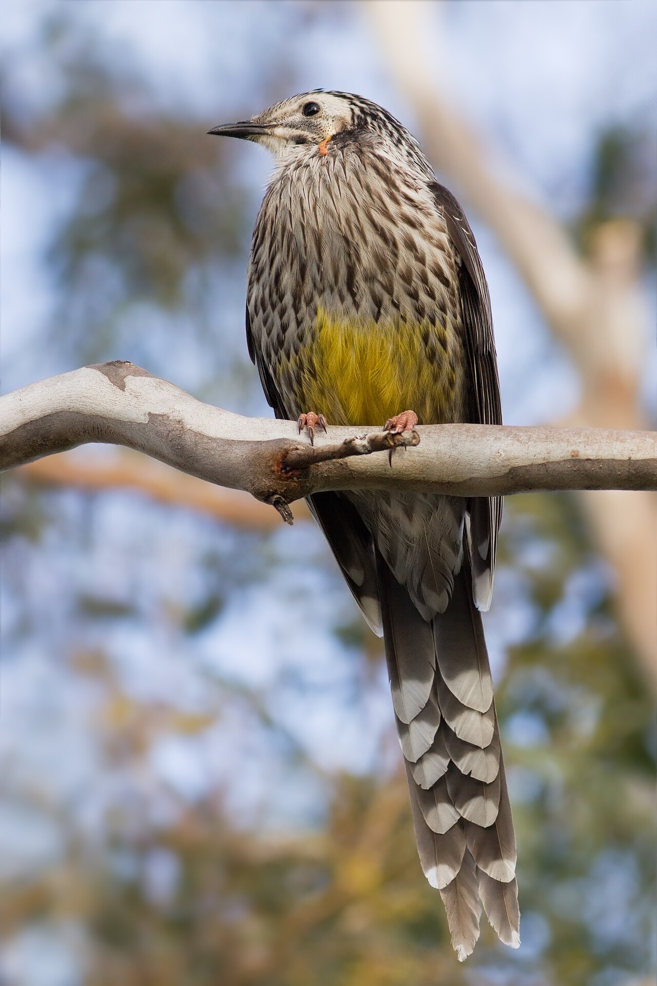 Yellow Wattlebird (Anthochaera paradoxa)