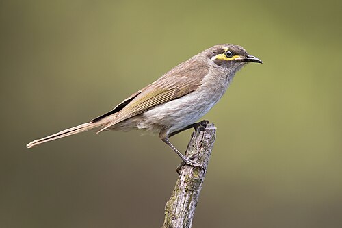 Geelmaskerhoningeter (Caligavis chrysops)