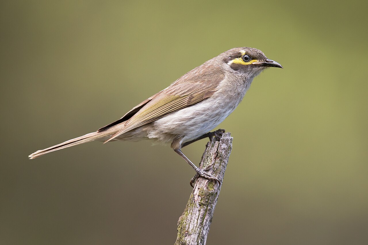 Yellow-faced Honeyeater (Caligavis chrysops)