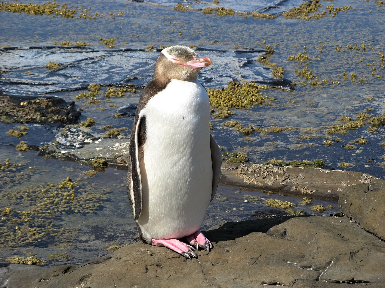 Geeloogpinguïn (Megadyptes antipodes)