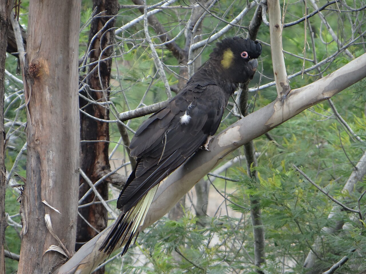 Yellow-tailed Black Cockatoo (Zanda funerea)