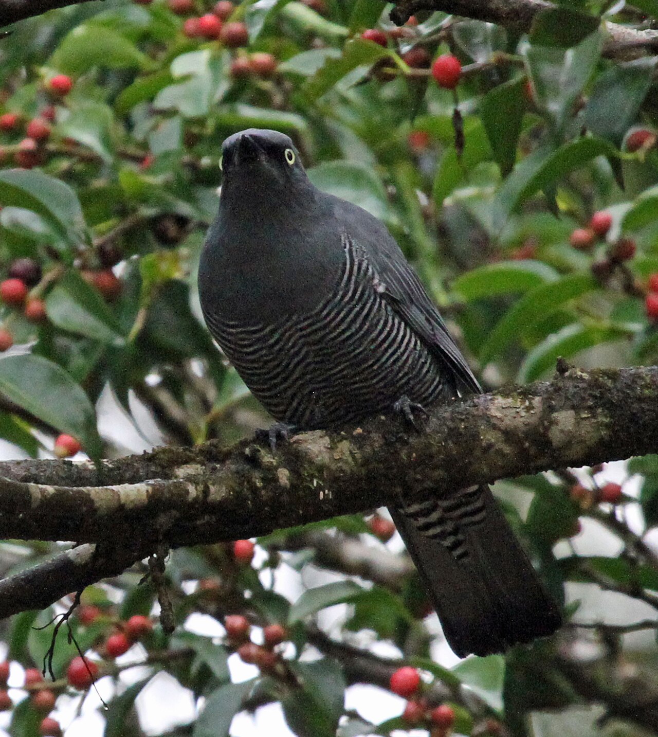 Geeloogrupsvogel (Coracina lineata)