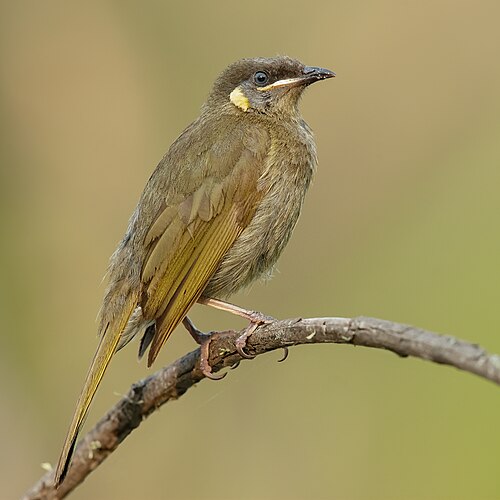 Geeloorhoningeter (Meliphaga lewinii)