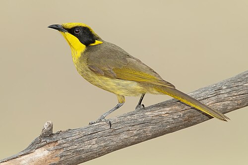 Geelpluimhoningeter (Lichenostomus melanops)