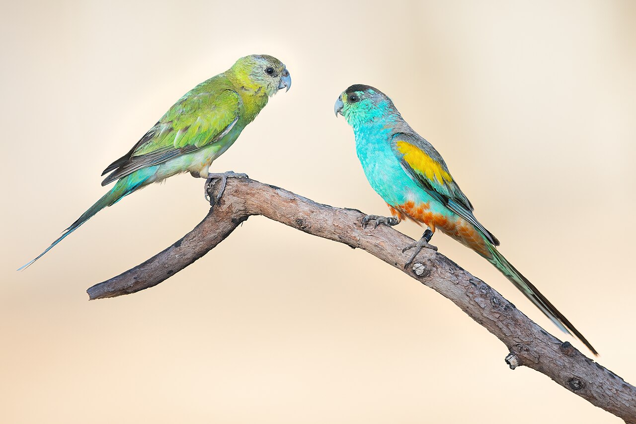 Golden-shouldered Parrot (Psephotellus chrysopterygius)