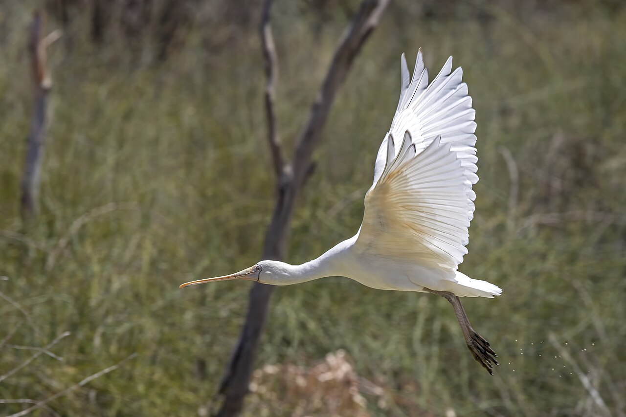 Geelsnavellepelaar (Platalea flavipes)