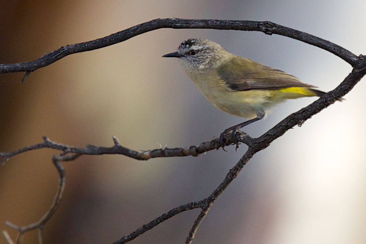 Acantiza culigualda (Acanthiza chrysorrhoa)