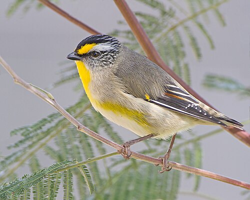 Geelvlekdiamantvogel (Pardalotus striatus)