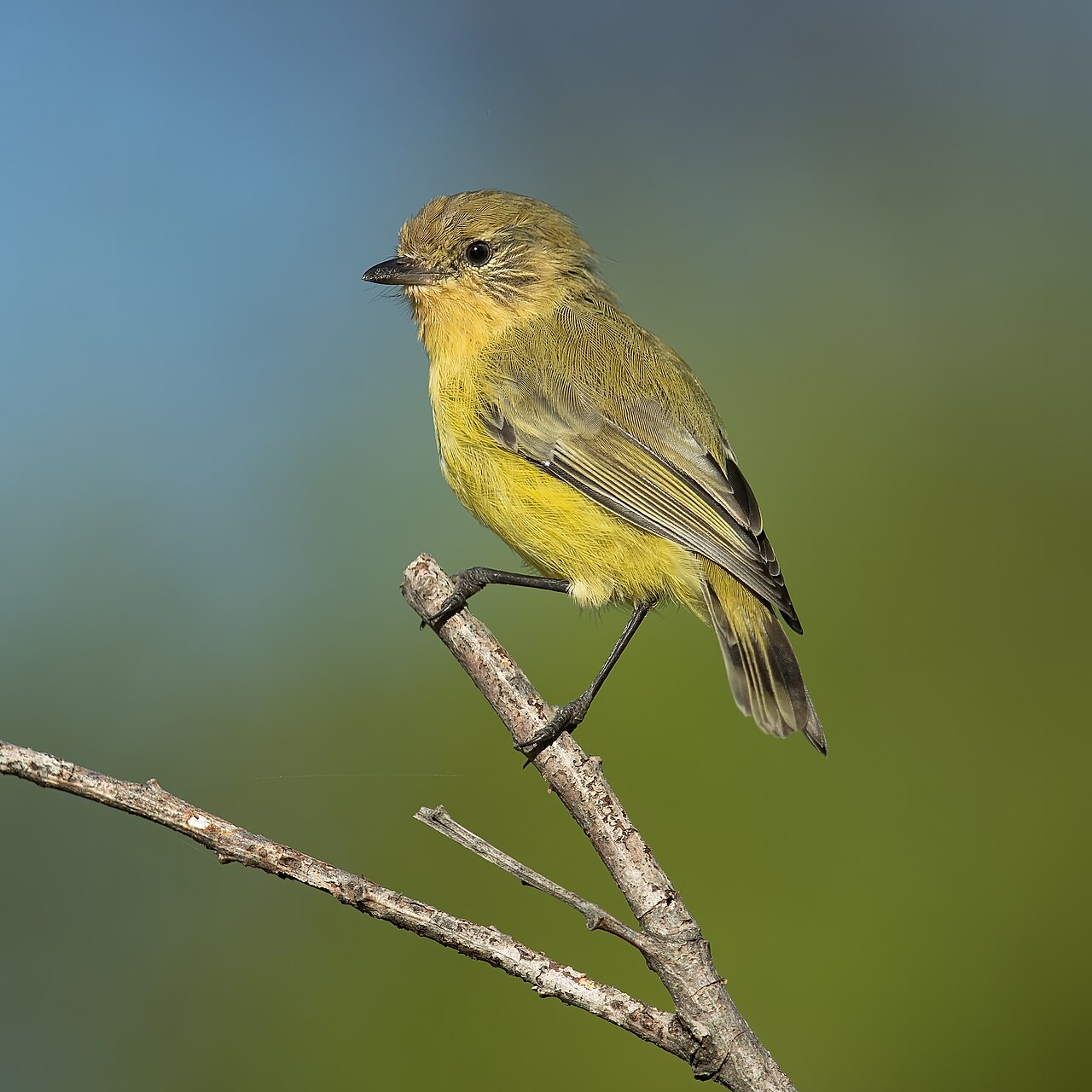 Acantiza enana (Acanthiza nana)