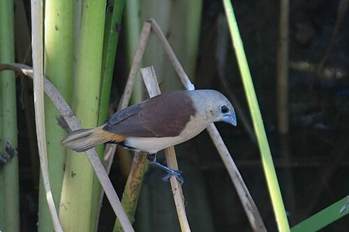 Gele rietvink (Lonchura flaviprymna)