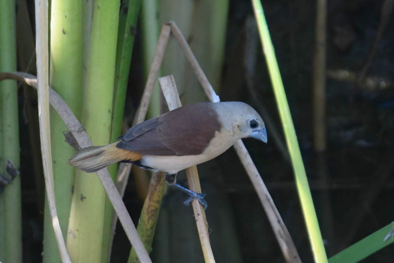 Yellow-rumped Mannikin (Lonchura flaviprymna)