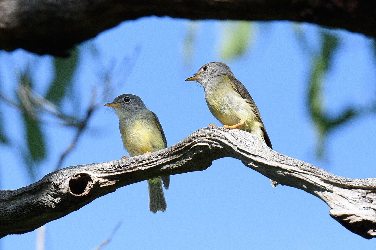 Yellow-legged Flyrobin (Kempiella griseoceps)
