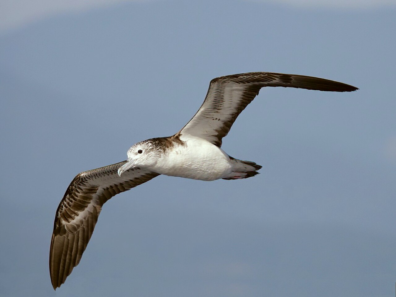 Pardela canosa (Calonectris leucomelas)