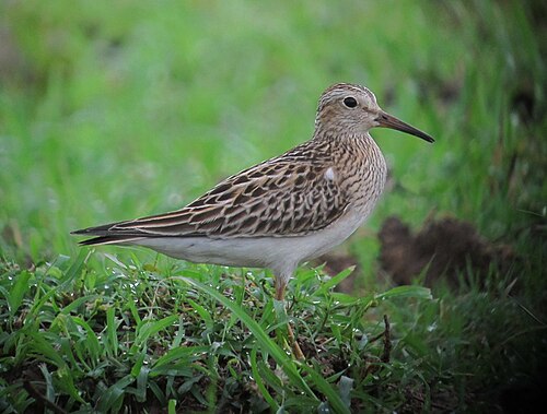 Gestreepte strandloper (Calidris melanotos)